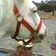 Meet Patches, The Convertible-Cruising, Burger-Eating Pet Horse